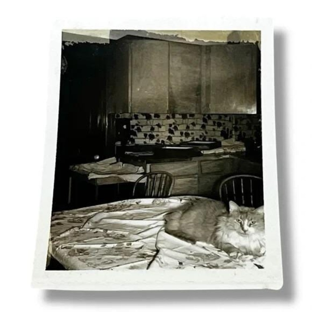 Cat Lounging on Dining Room Table Vintage Found Photo DBX
